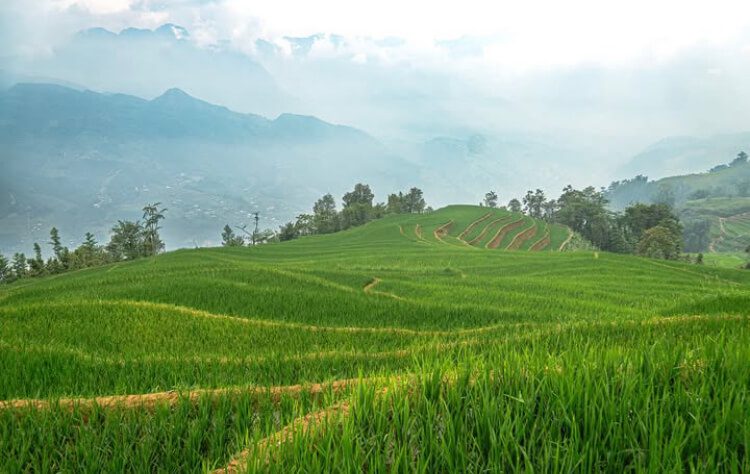 Sapa Harvest Season