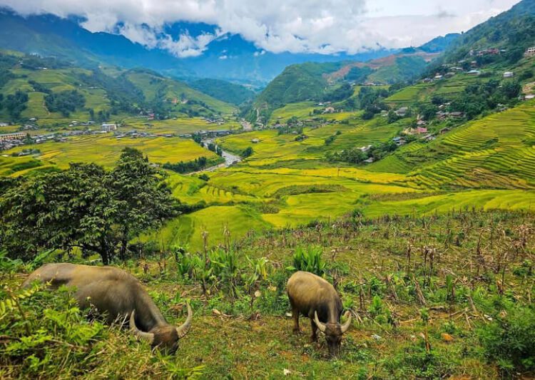 lokale trekking gids sapa