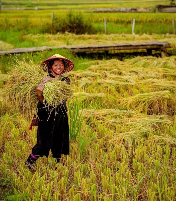 Person harvesting rice in field.