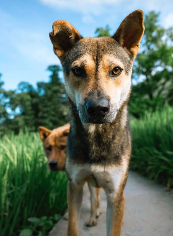 sapa trekking routes