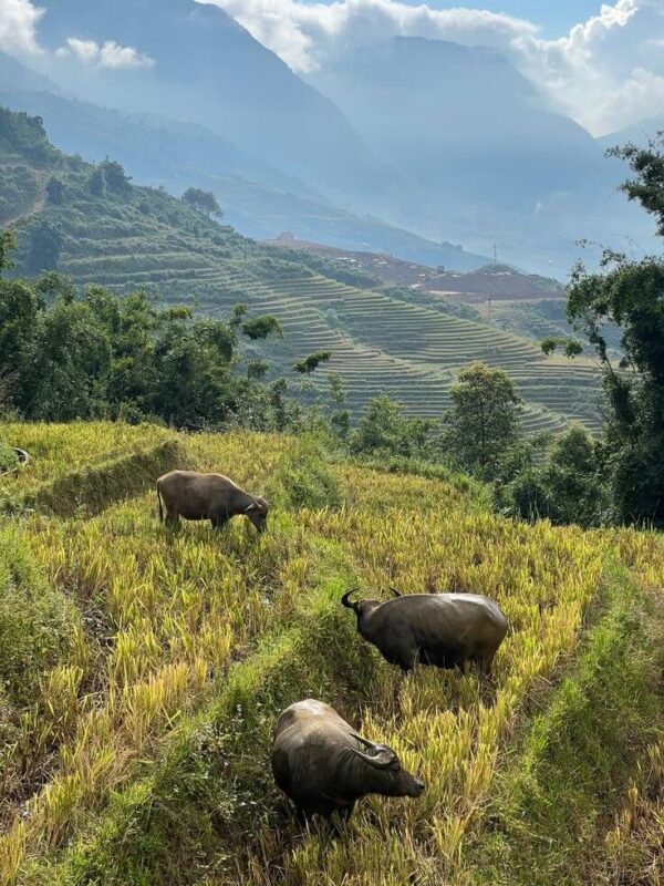 uk travle north vietnam