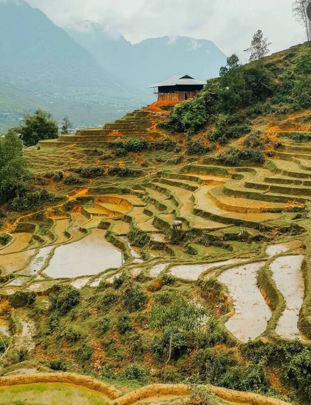 Sapa Local Trekking