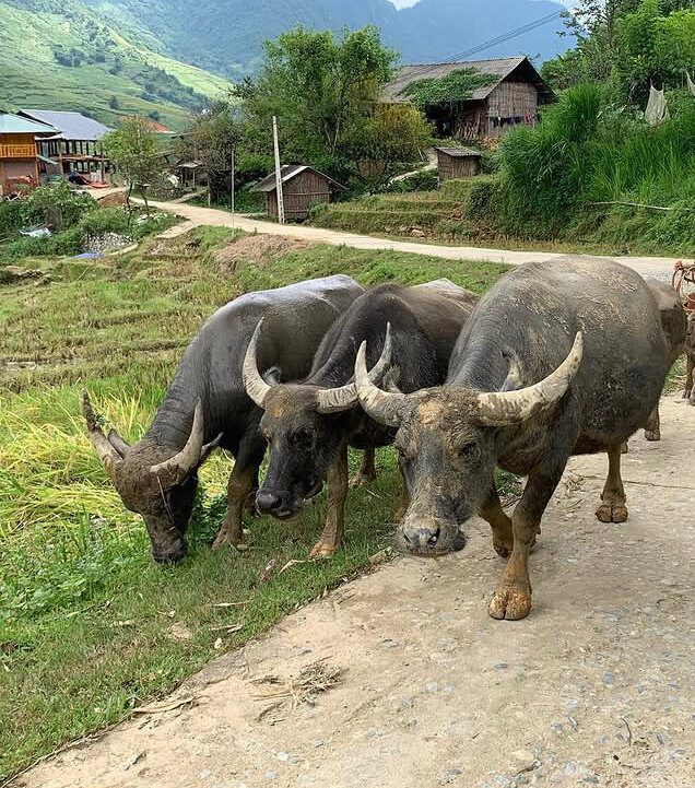 Sapa authentic tour 