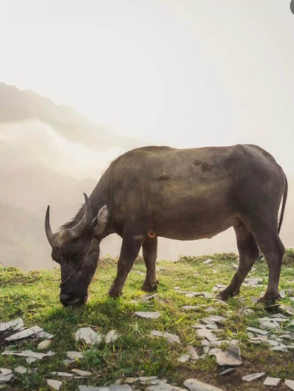 Sapa trekking for couples Sapa trekking for couples